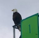 A bald eagle perches on a sign